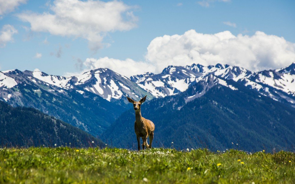 Hurricane Ridge