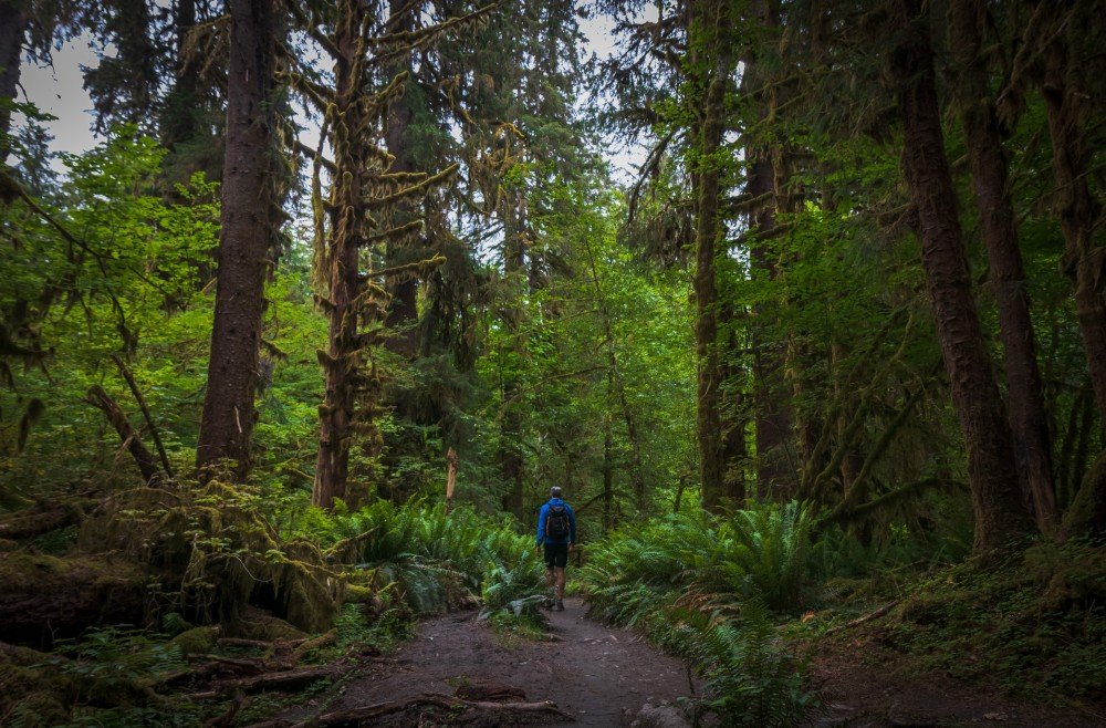 Hoh Rainforest